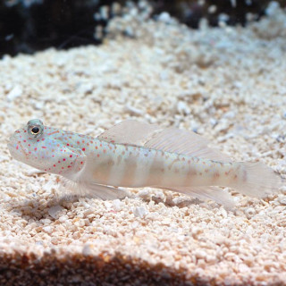 Gobio Watchman Puntos Rosas (Pink Spotted Watchman Goby)