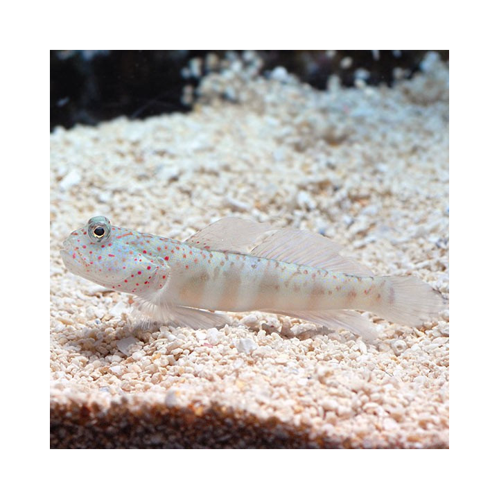 Gobio Watchman Puntos Rosas (Pink Spotted Watchman Goby)