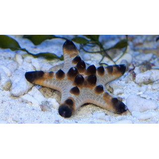 Estrella Chocochip (Chocolate Chip Star)