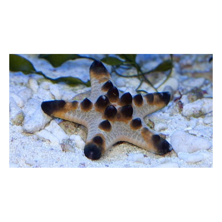 Estrella Chocochip (Chocolate Chip Star)