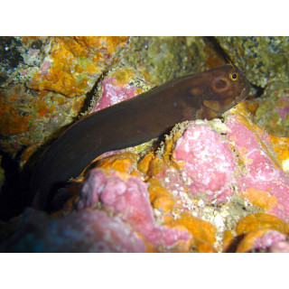Blenio Bicolor (Bicolor Blenny-Female)