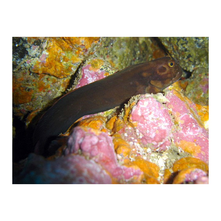 Blenio Bicolor (Bicolor Blenny-Female)
