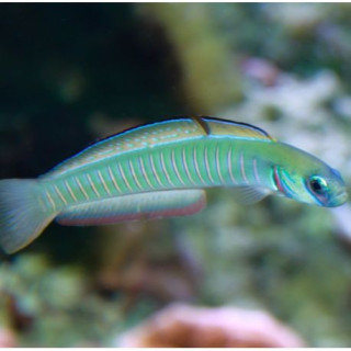 Gobio Cebra (Zebra Goby) bar goby