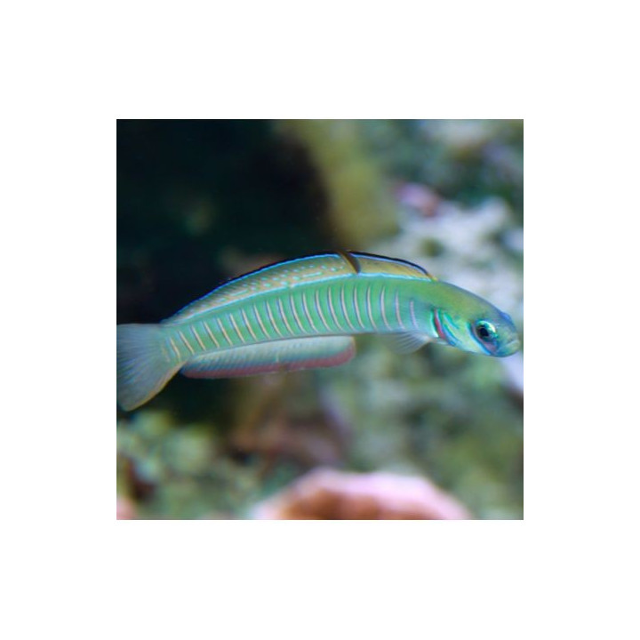Gobio Cebra (Zebra Goby) bar goby