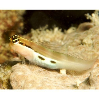 Blenio dos Puntos (Two spot Blenny)