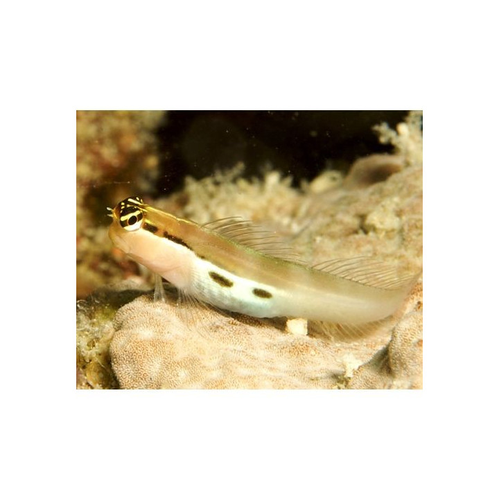 Blenio dos Puntos (Two spot Blenny)
