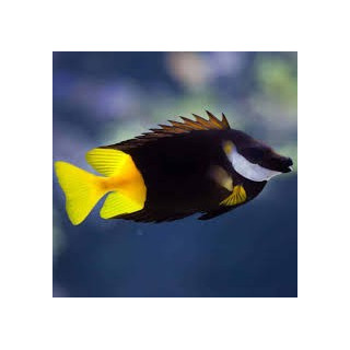 Foxface Fiji