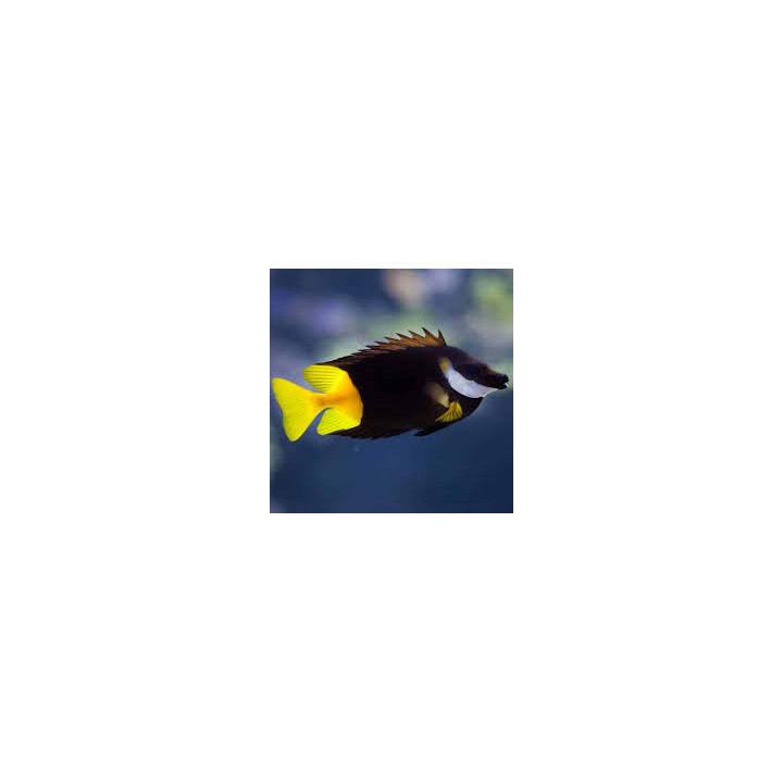 Foxface Fiji