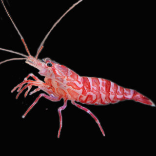 Camarón Pimienta Kuekenthals (Lysmata Kuekenthals)