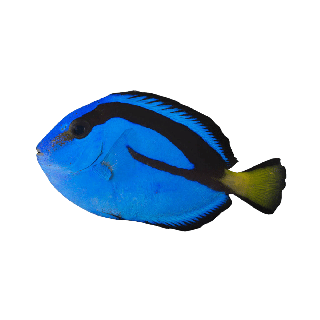 Cirujano Azul de Acuacultivo - Blue Tang