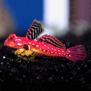Blenio Red Scooter