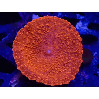 Hongo Inferno - Red Discosoma Mushroom