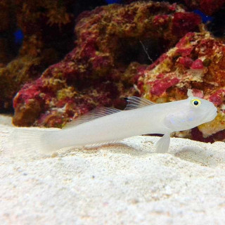 Gobio Durmiente - White Sleeper Goby