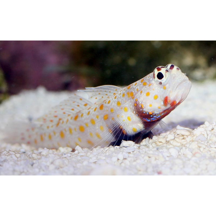 Gobio puntos naranjas (Orangespot Prawn Goby)