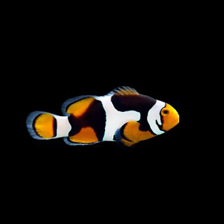 Payaso Onyx