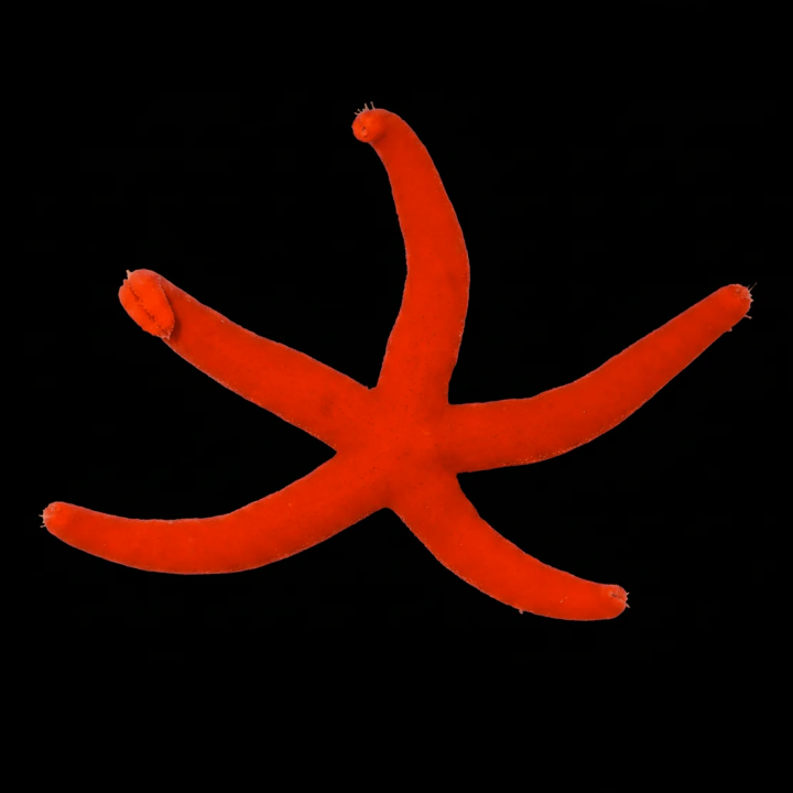 Estrella Linkia Naranja (Orange Linkia)