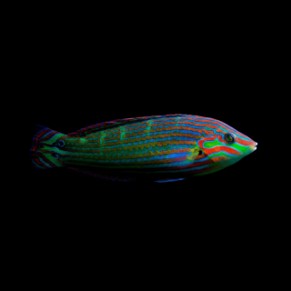 Labrido Melanurus Macho (Melanurus Wrasse Male)