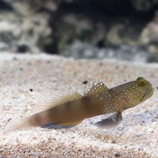 Gobio vigilante (Watchman Goby)