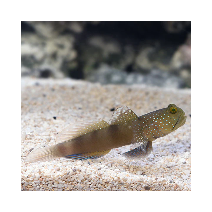 Gobio vigilante (Watchman Goby)