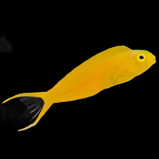 Blenio Canario Amarillo (Canary Blenny Yellow)