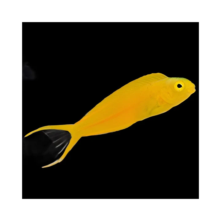 Blenio Canario Amarillo (Canary Blenny Yellow)