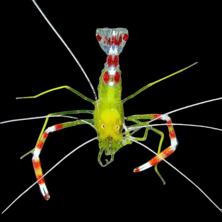 Camarón Boxeador Bandeado Dorado (Gold Coral banded shrimp)