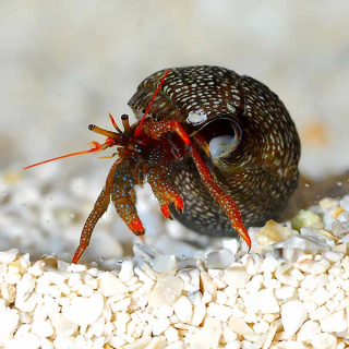 Cangrejo Ermitaño