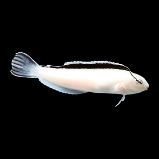 Blenio Smith (Smiths Blenny)