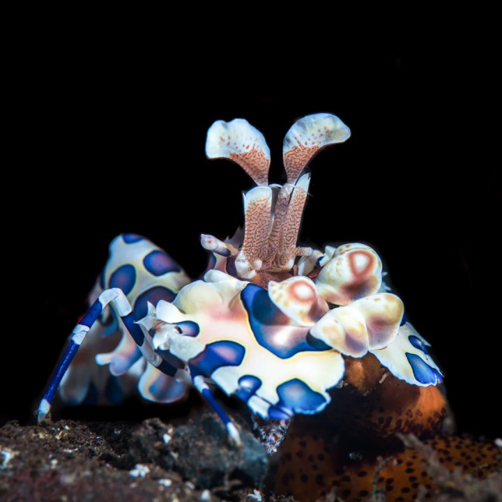 Camarón Harlequín (Harlequin Shrimp)