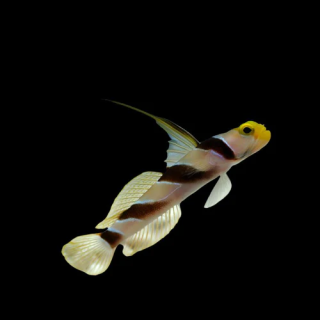 Gobio Antena Amarillo-Rosa (Yellow Rose Antena Goby)