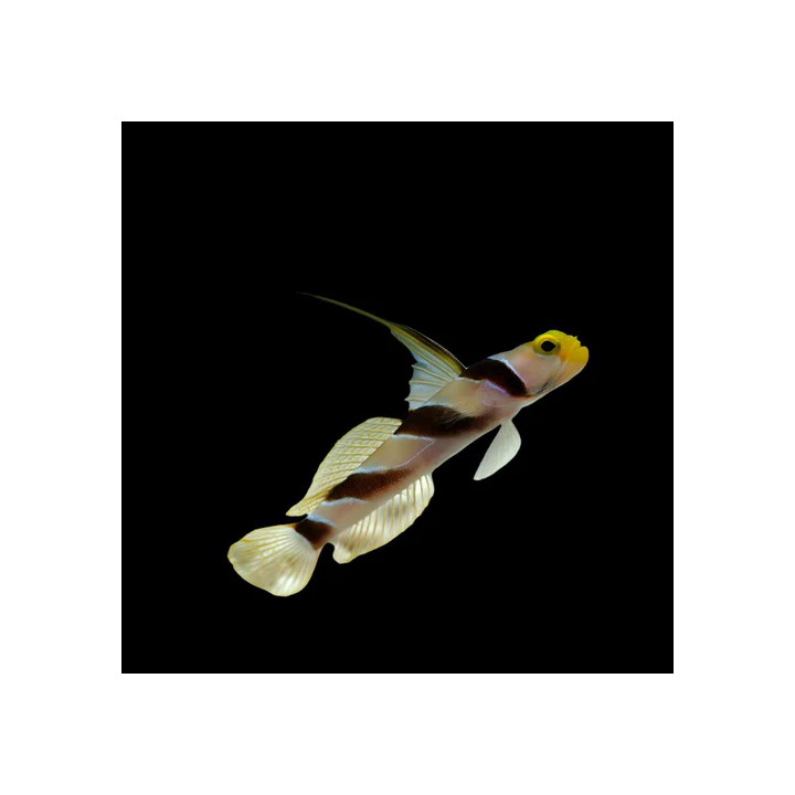 Gobio Antena Amarillo-Rosa (Yellow Rose Antena Goby)