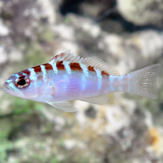Chalk Basslet