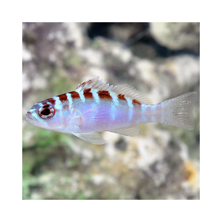 Chalk Basslet