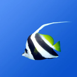 Falso Idolo Moro (Black and White Heniochus) NO REEF