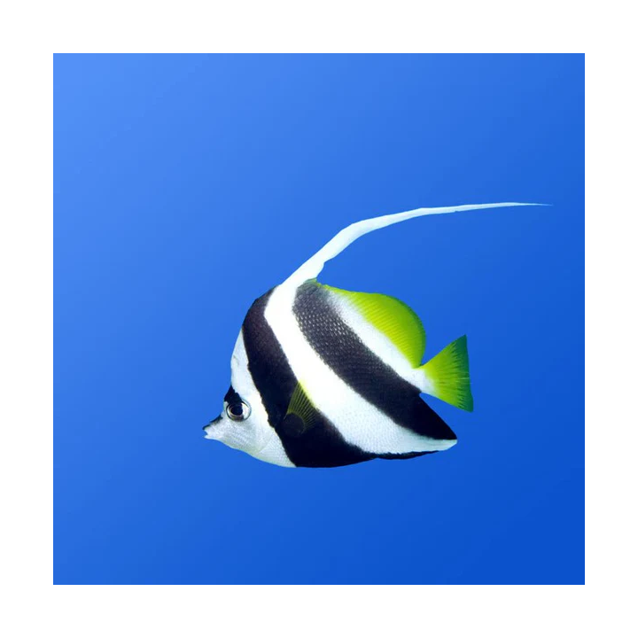 Falso Idolo Moro (Black and White Heniochus) NO REEF