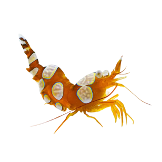 Camaron Sexy (Sexy Shrimp)