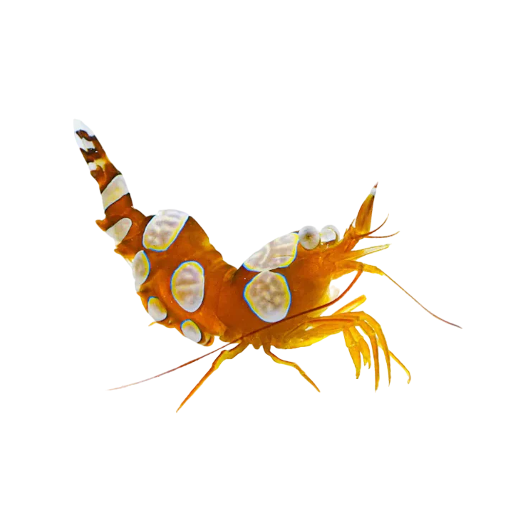 Camaron Sexy (Sexy Shrimp)