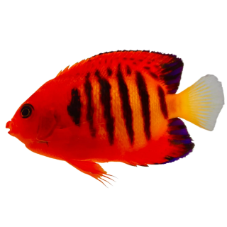 Angel Flama ( Flame Angel)