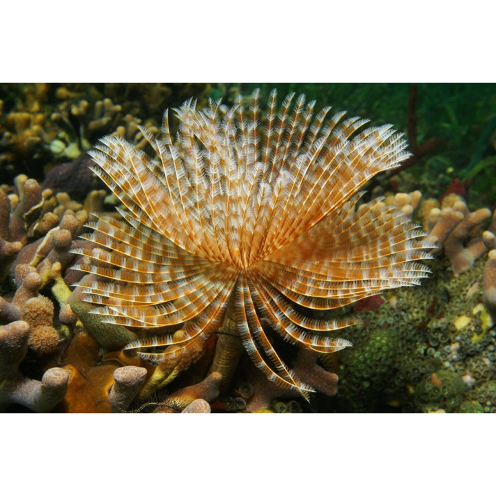 Plumero (Feather Duster)