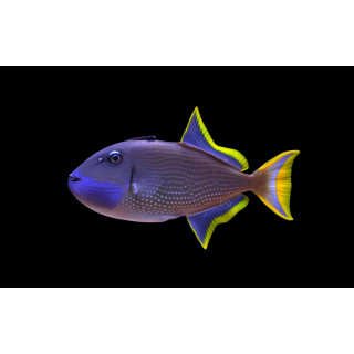 Ballesta Garganta Azul - Blue Throat Trigger