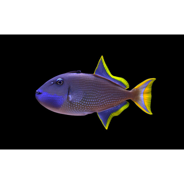 Ballesta Garganta Azul - Blue Throat Trigger