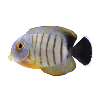 Cirujano Eibli (Eiblii Tang)