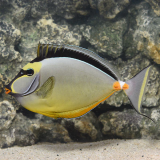 Cirujano Naso (Naso Tang)