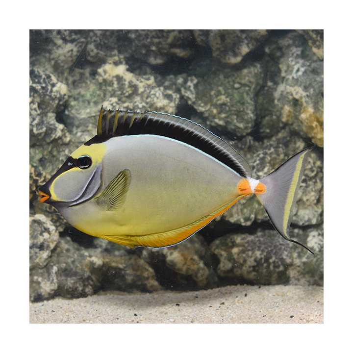Cirujano Naso (Naso Tang)