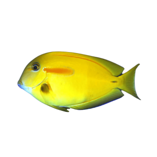 Cirujano Orange Shoulder (Orange Shoulder Tang)
