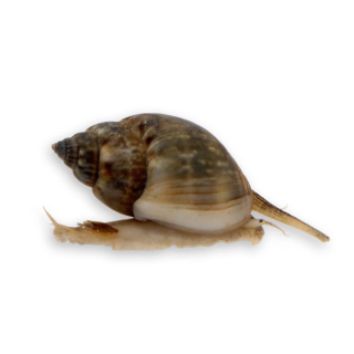 Caracol Nassarius