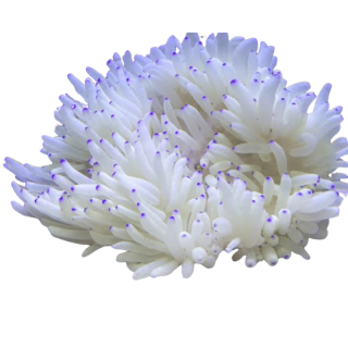Anemona Sebae