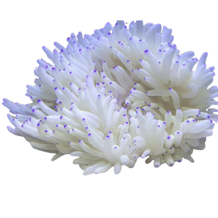 Anemona Sebae