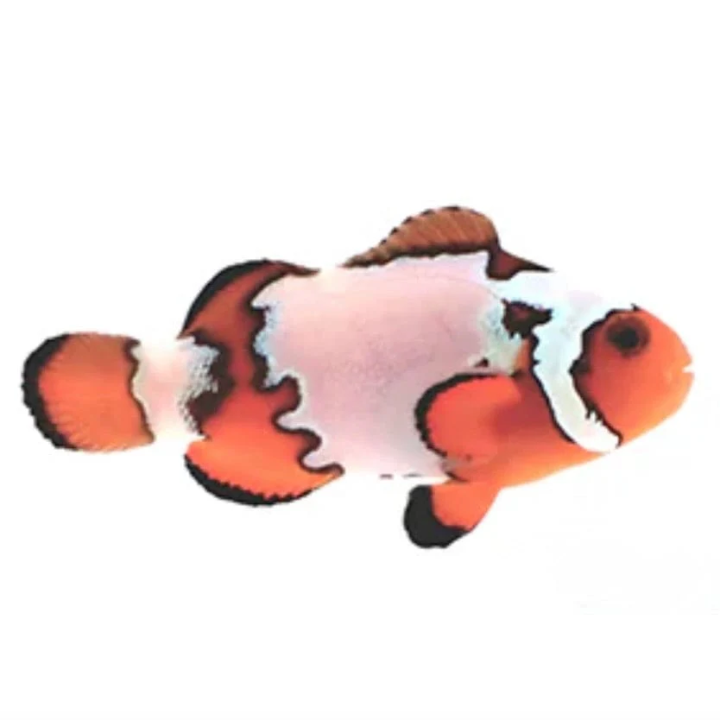 Payaso SnowFlake