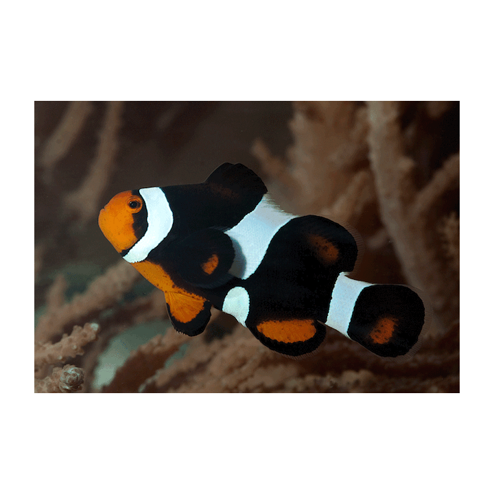 Payaso Black Photon